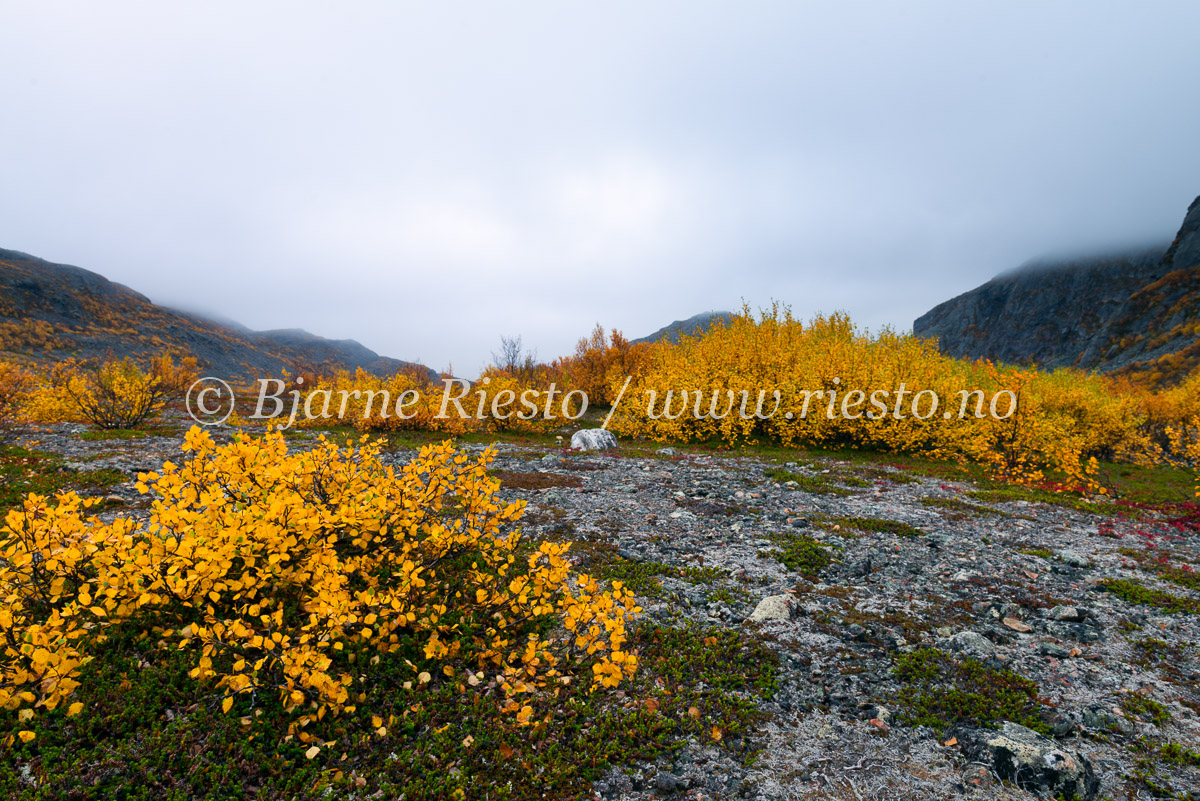 Høstlandskap i Varanger, Finnmark