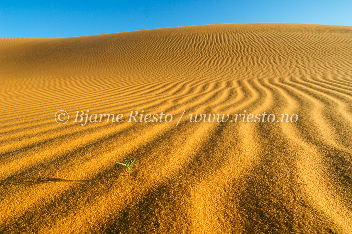 Life in the sand