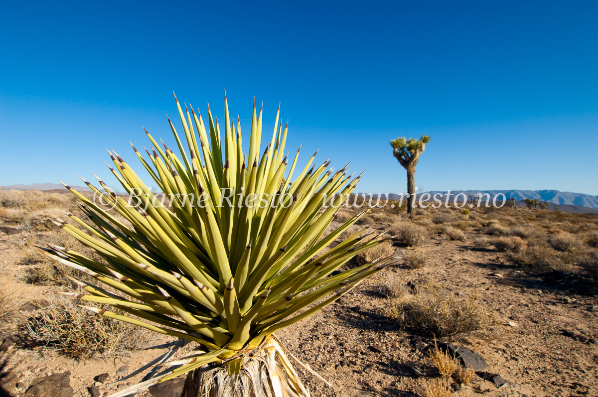 Joshua trees