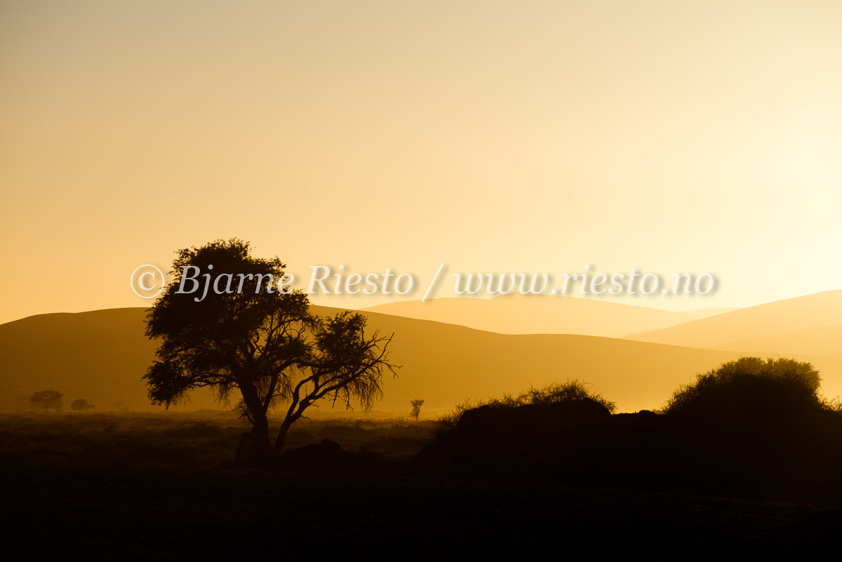 Morning light in the dunes.