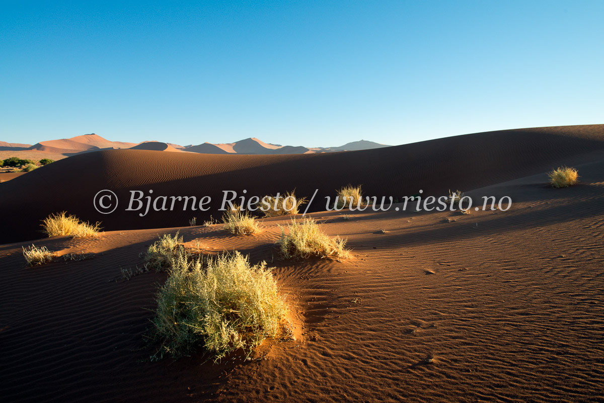 Morning light in the dunes.