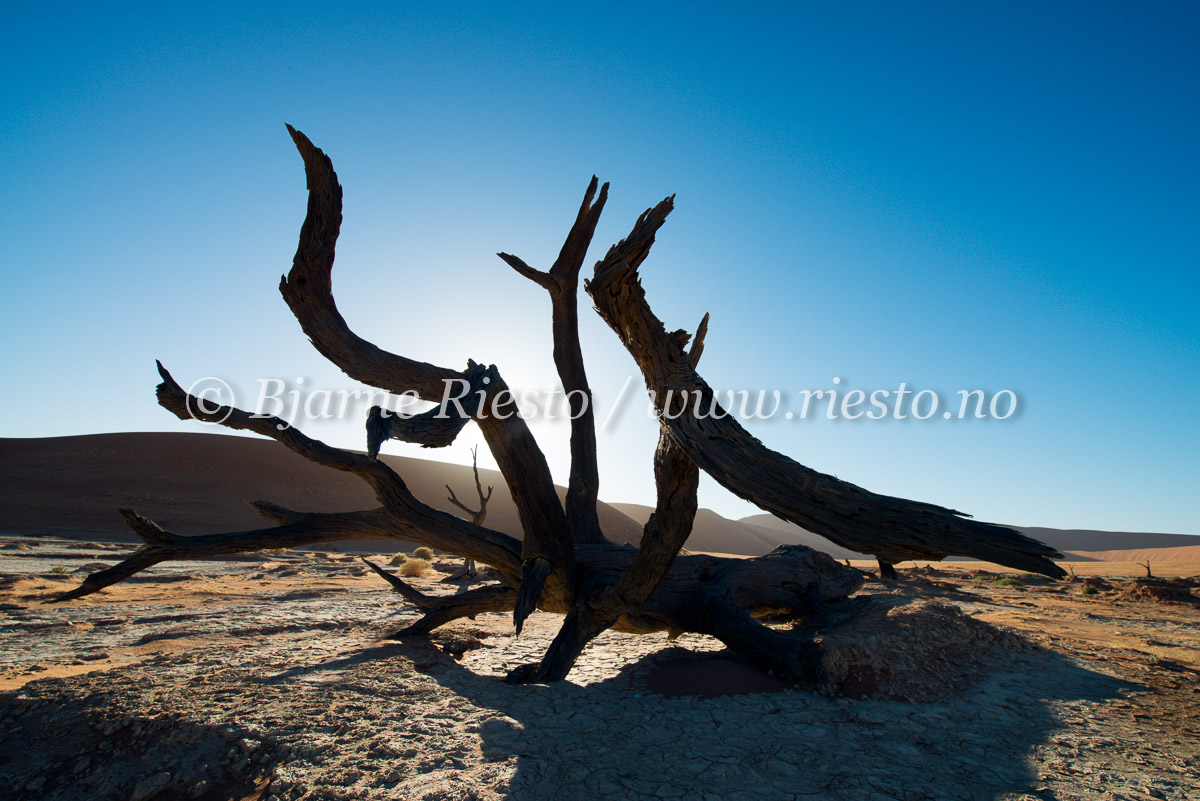 Dead trees.