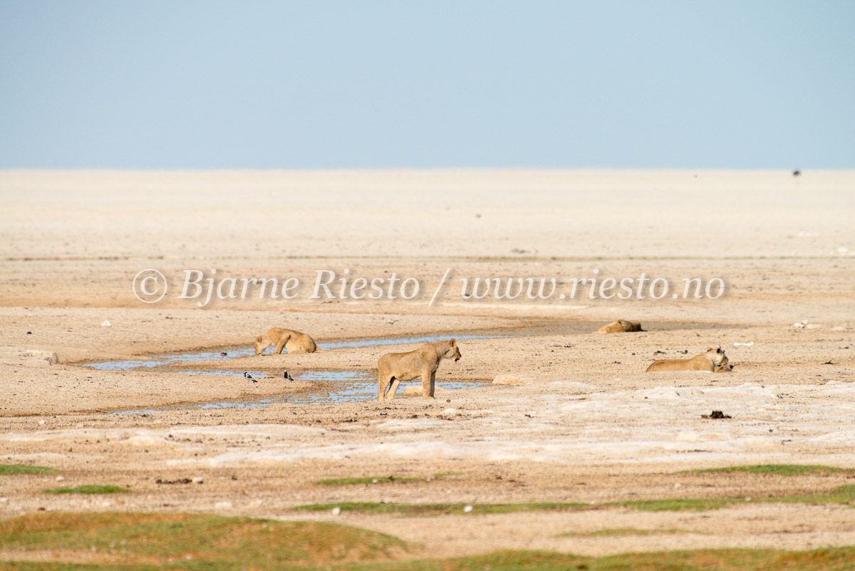 Desert lions