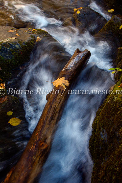 Dark Hollow falls. Shenandoah National Park, USA / 