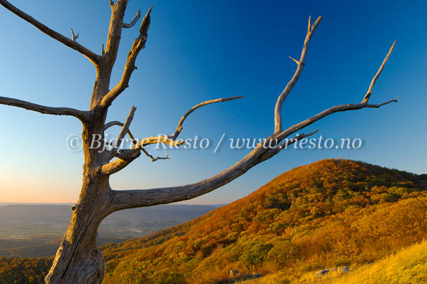 Sunset in Shenandoah National Park Virginia USA / 