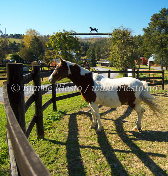Horse farm. Shenandoah Valley. Virginia USA / 