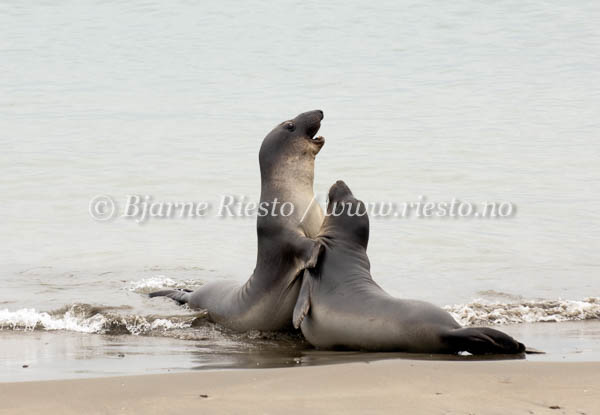 Elephant seals. California / 