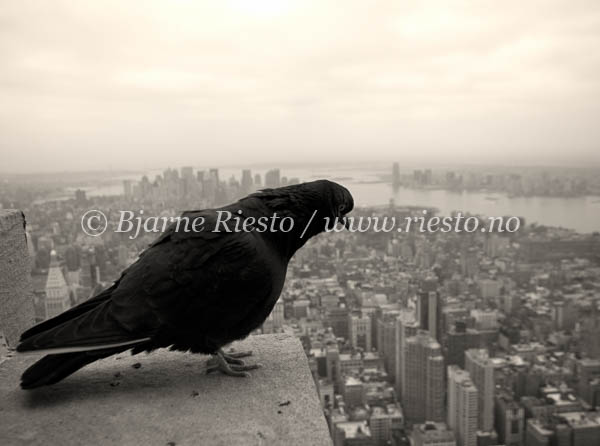 View over New York / Empire State Building