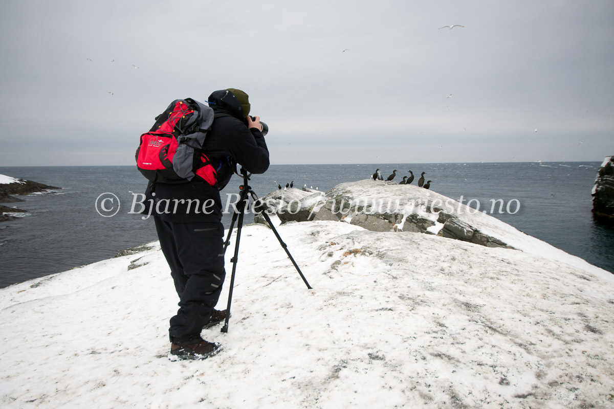 Hornøya. Finnmark